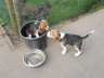 Planting beagles